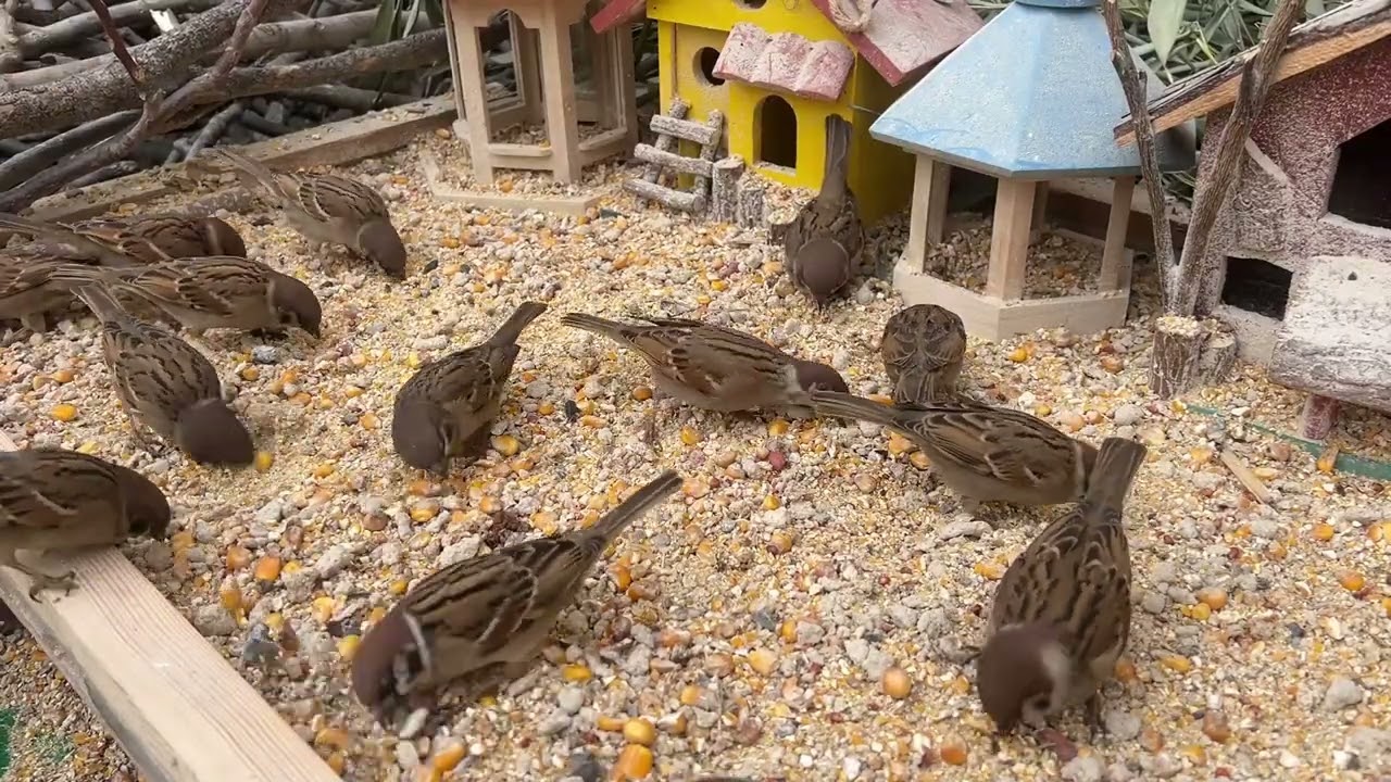 A Handful of Rice, and the Sparrows Came 🐦 | Pure Nature Healing-P260211