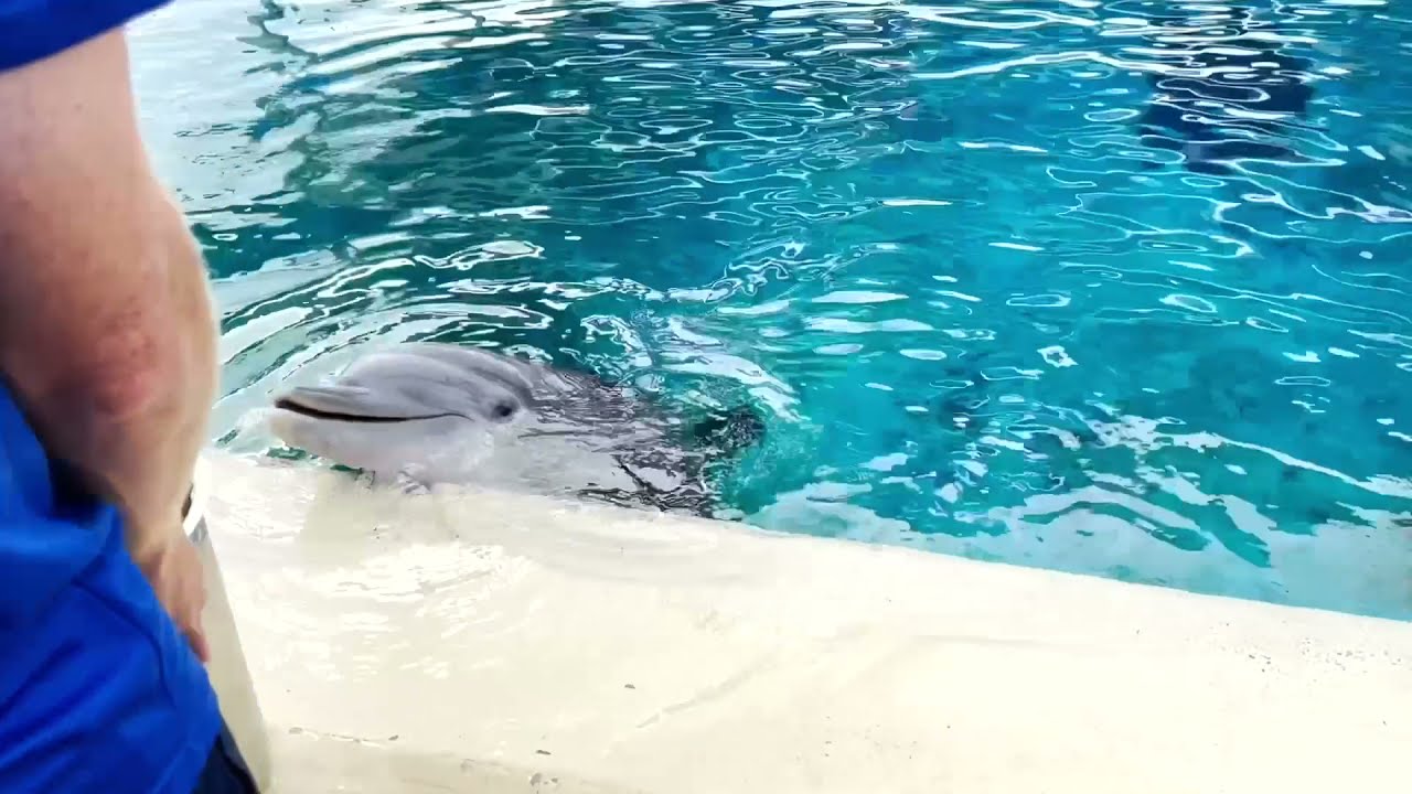 Behind the Scenes Dolphin Encounter at Sea World San Antonio