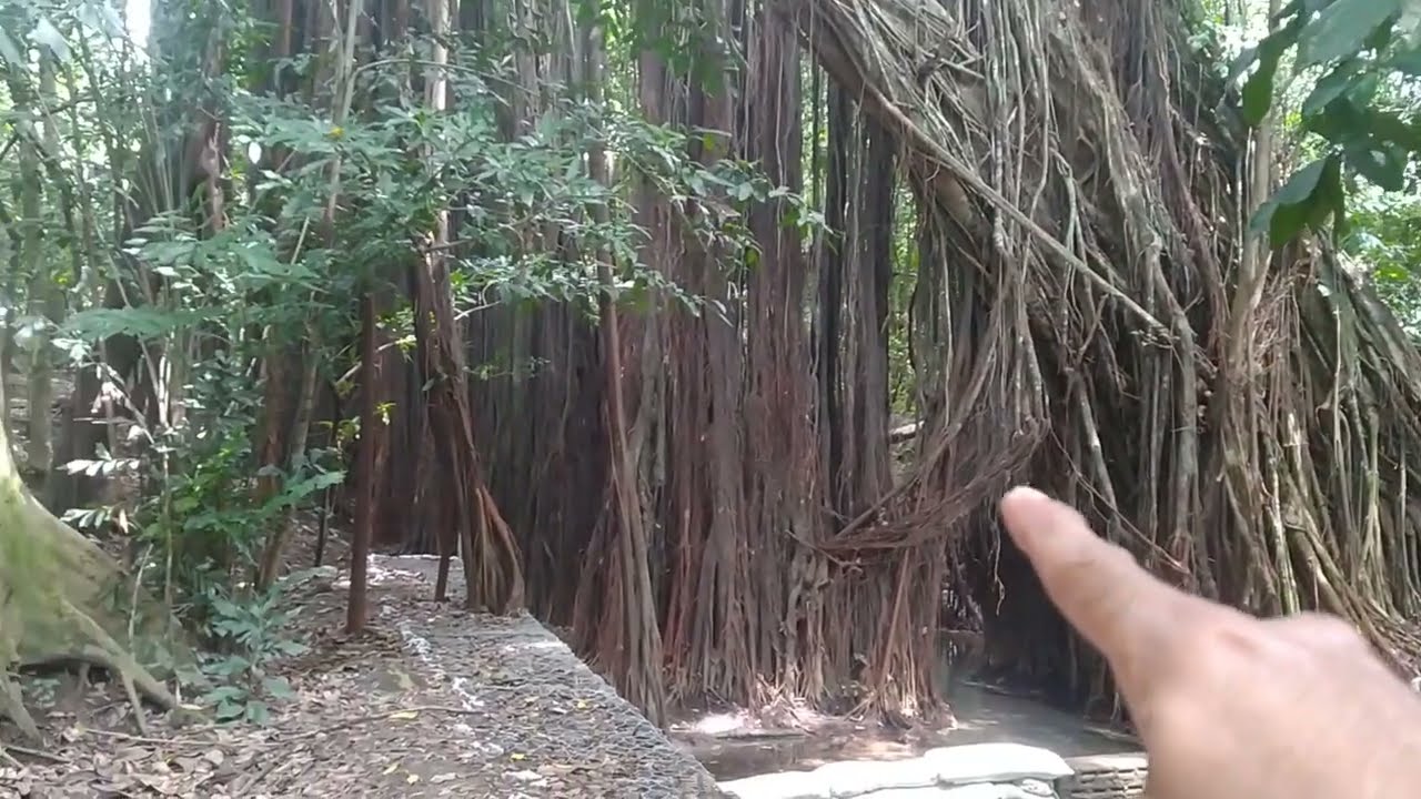 POHON PALING BESAR & TUA SEDUNIA #pohon #pohonbesar#pohontua  #seluruhdunia  #sumbermataair 
