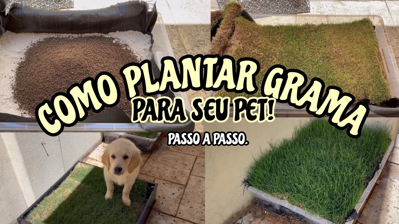 COMO PLANTAR GRAMA PARA SEU PET | BANHEIRO PET EM APARTAMENTO 🐶