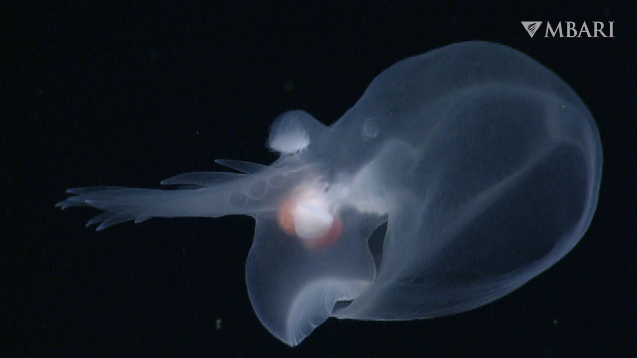 10 mesmerizing minutes with the enigmatic mystery mollusc