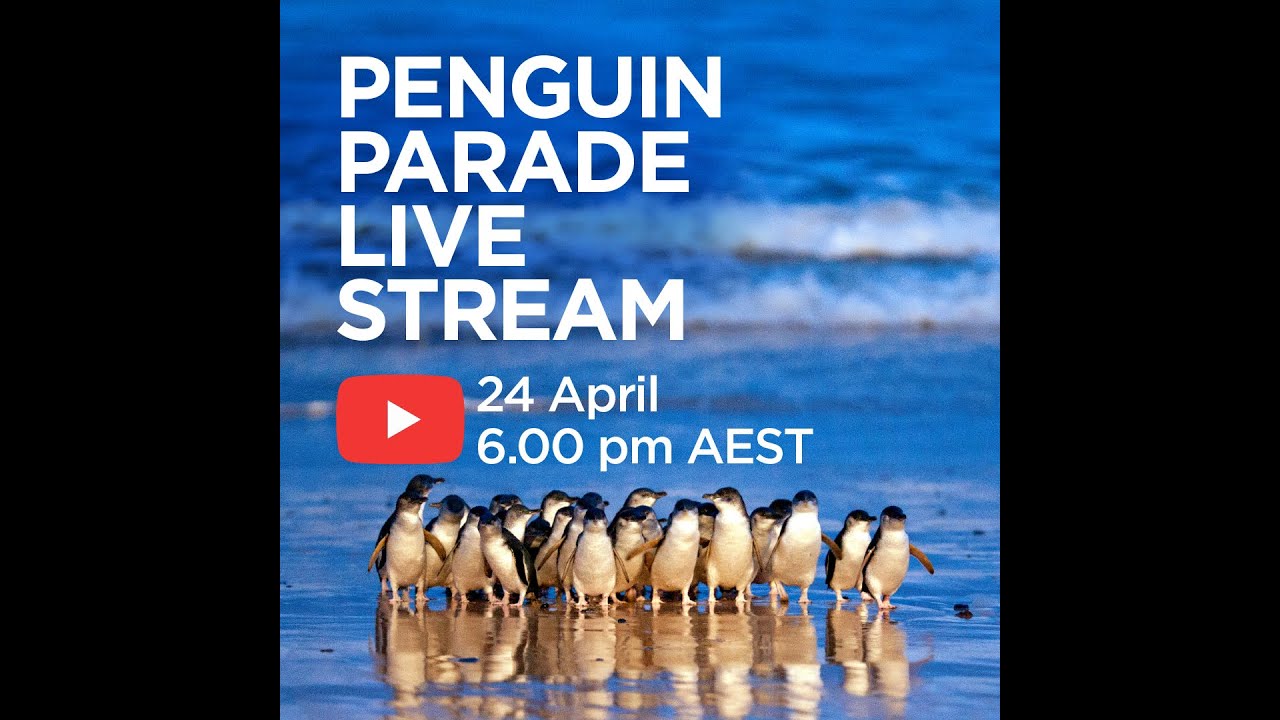 Penguin Parade Live Stream - Coming Soon