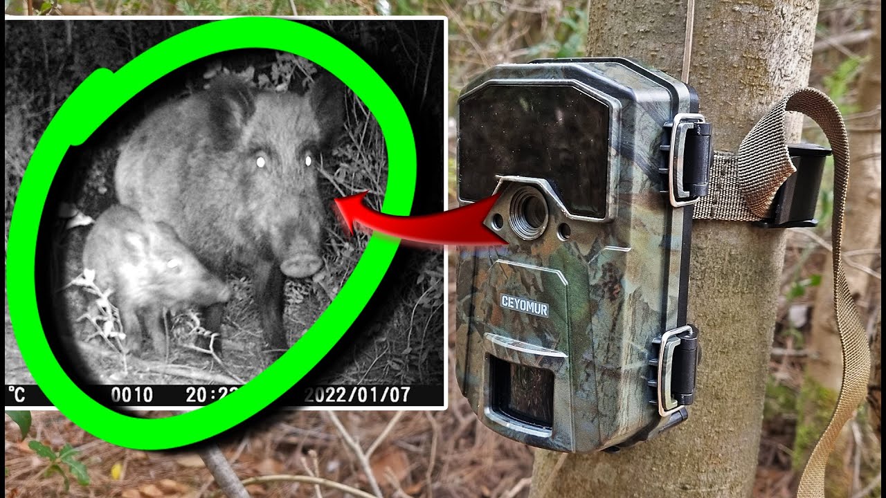 Affordable TRAIL CAMERA with good quality 👌 CEYORMUR CY55