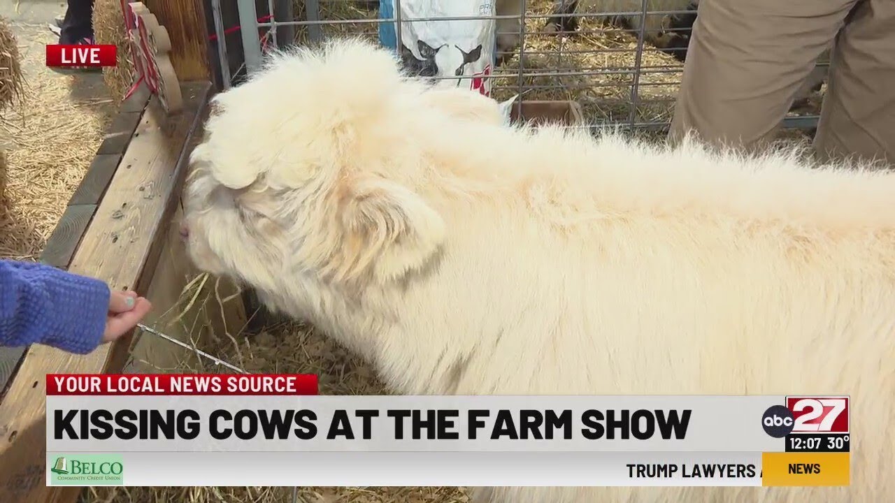 Kissing cows at the PA Farm Show