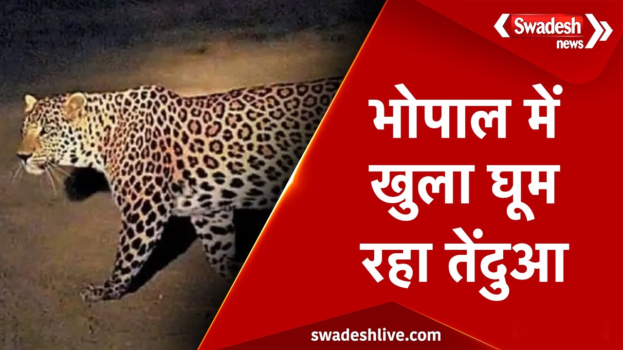 भोपाल वासियों सावधान ! कोलार रोड पर घूम रहा खतरनाक तेंदुआ