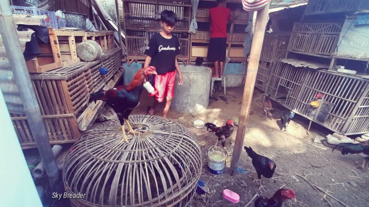 PETERNAK AYAM ADUAN DI YOGYAKARTA || kelas pinggiran (dulu)