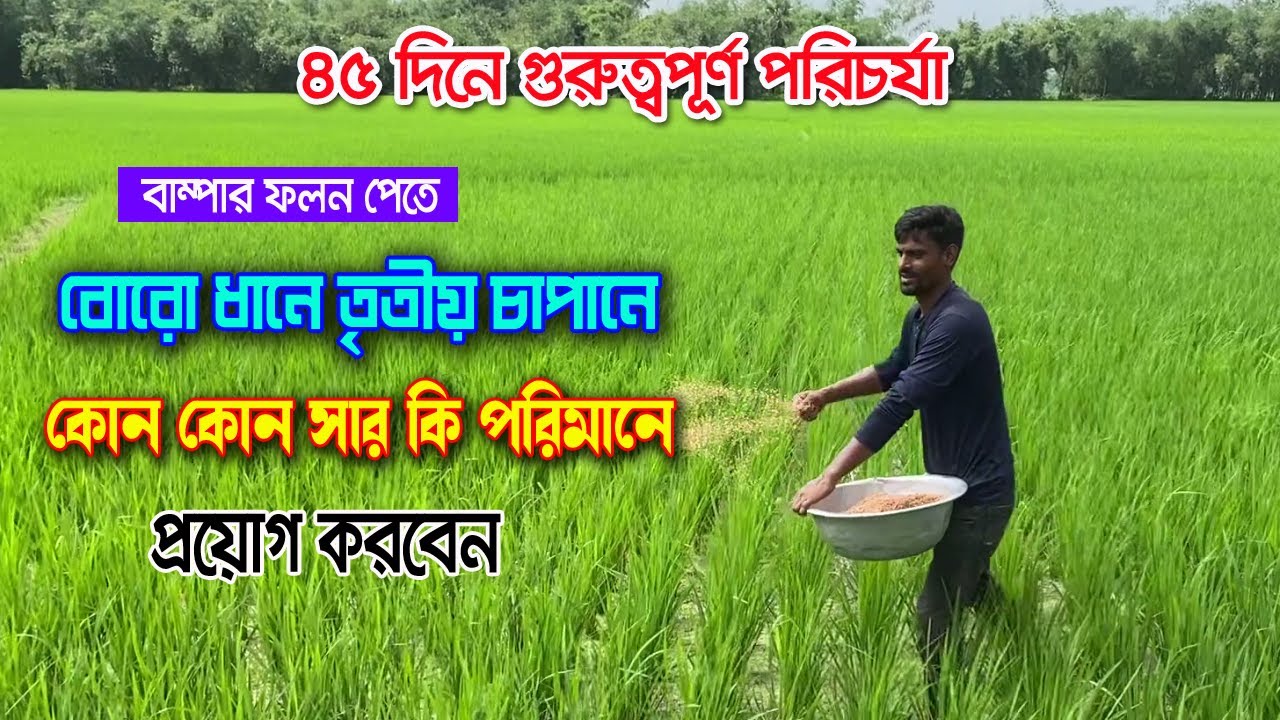 জেনে নিন বোরো ধানের ৪৫ দিন বয়সে গুরুত্বপূর্ণ  পরিচর্যা তৃতীয় চাপান সার প্রয়োগ পদ্ধতি