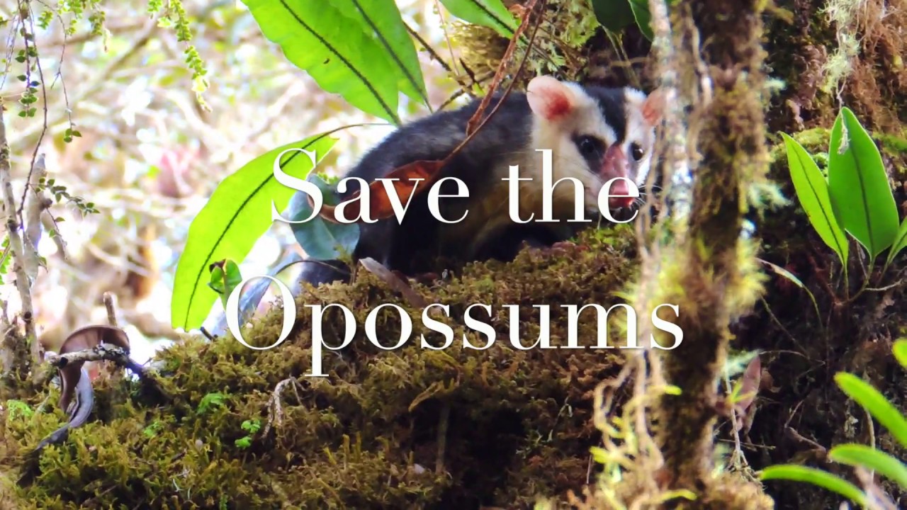 Andean White eared Opossum High in the Andean region of Colombia. By Sergio Escobar-Lasso