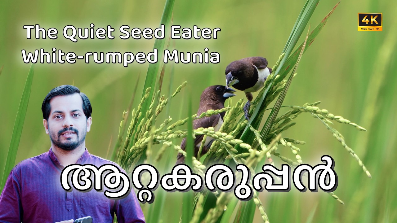 White-rumped Munia FACTS: Everything You Need to Know About This Tiny Grassland Bird 🌾