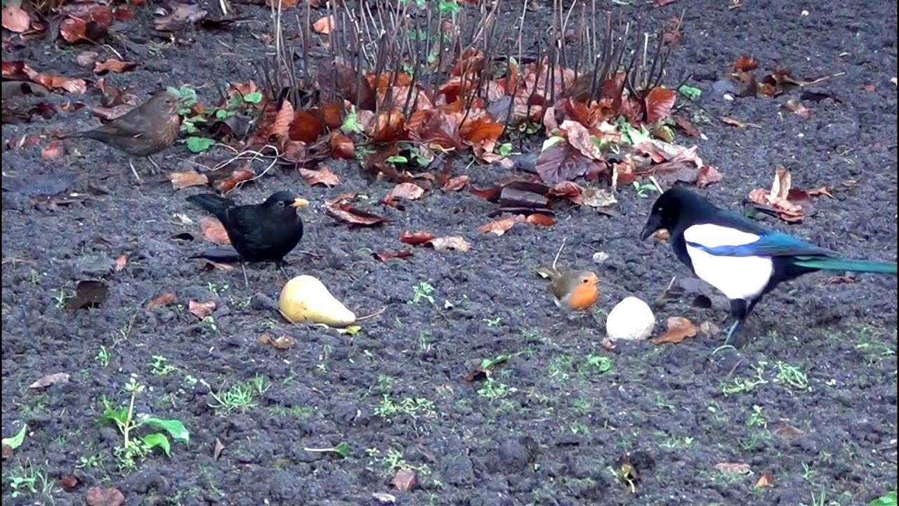 Video For Cats: Robin, Blackbird & Magpie