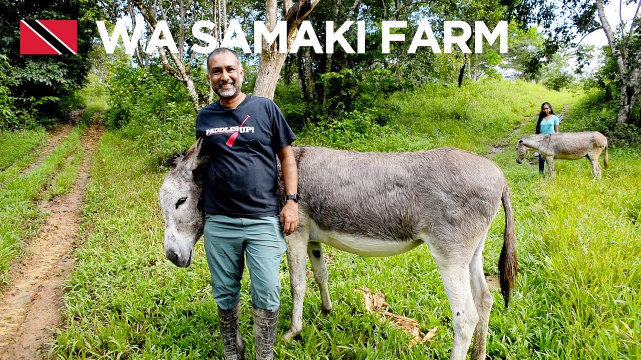Amazing 30-Acre Permaculture Farm in Freeport, Trinidad & Tobago 🇹🇹 Foodie Nation Feature