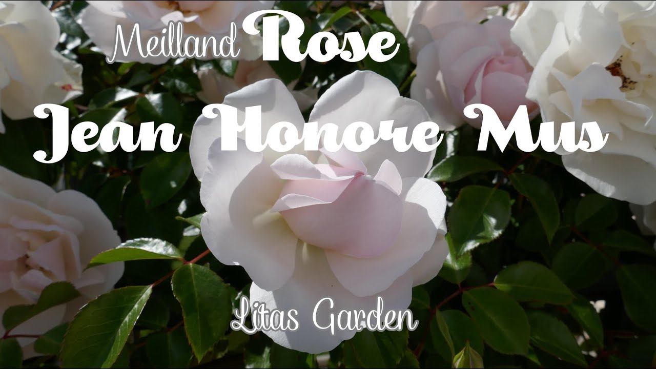 Rambling Rose ‘Jean Honoré Mus’ Care and Pergola Training | Meilland Roses