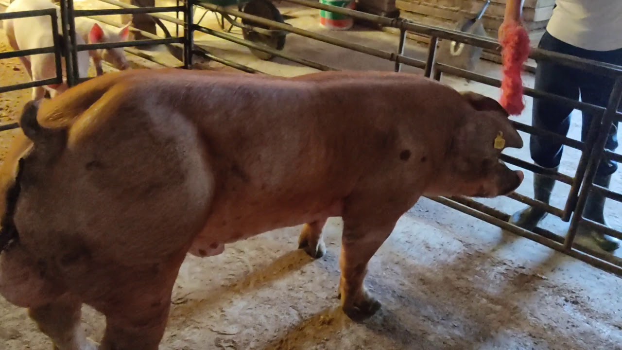 Semental Duroc x pietrain /GranjaAvi/
