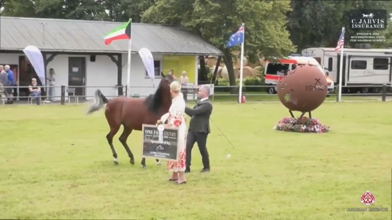 Samir DA HL El Ganador x Savannah OS   GOLD Medal Ströhen 2024 European Show Class CC