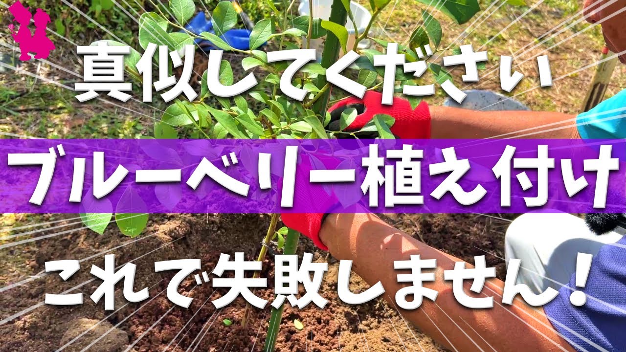【おすすめ】ブルーベリーを地植えする方法をプロ農家が実演解説します！