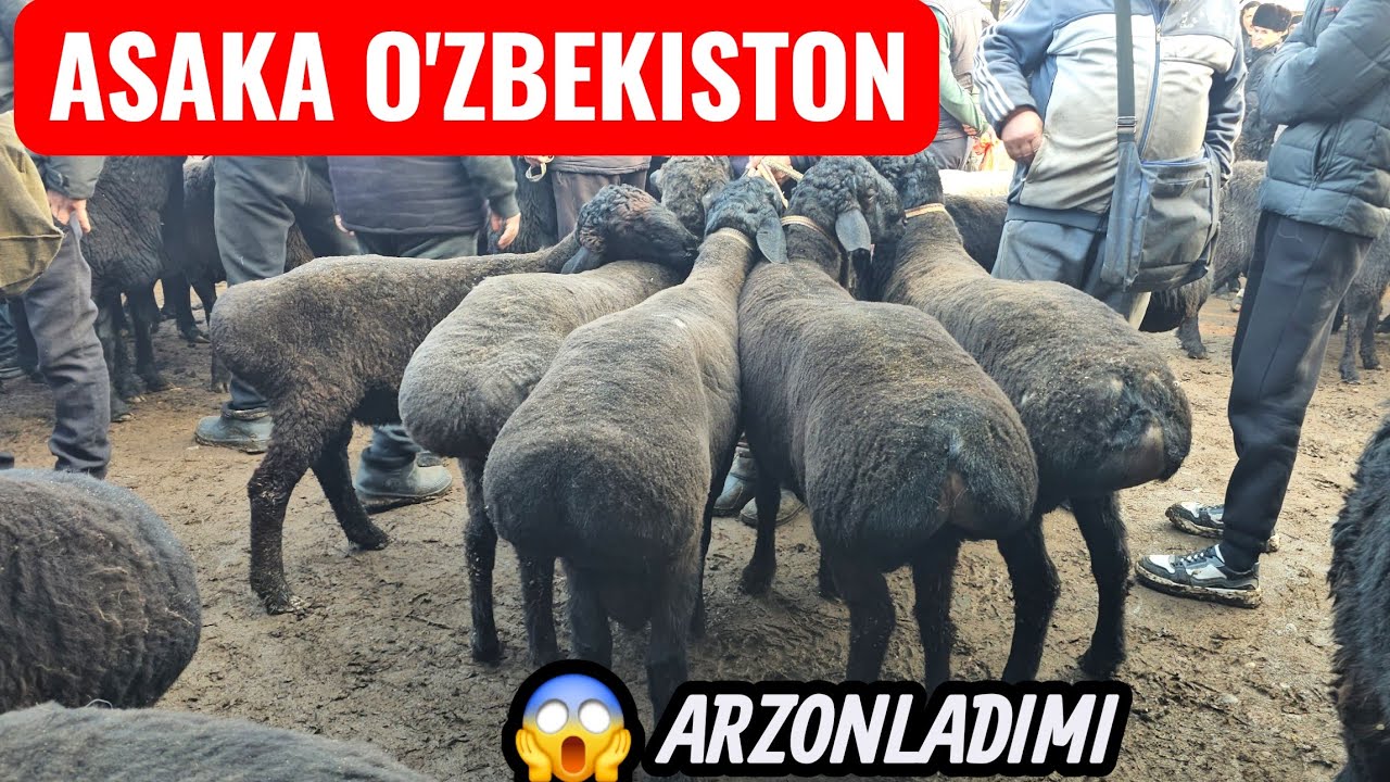 QOY QOZI BOZORGA NIMA BOLDI BU ARZONLADIMI