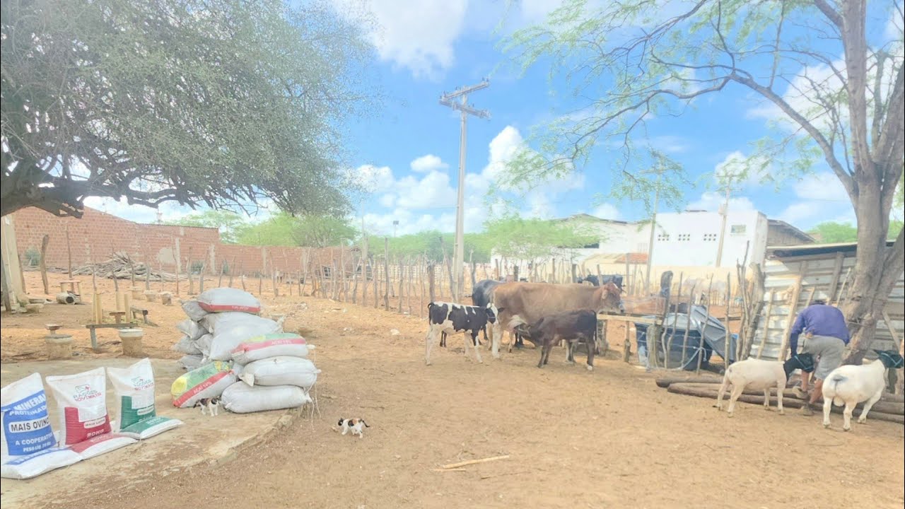 QUANTO VALE ESSA VACA COM 3 BEZERROS PRODUZIDO 25 Kg DE LEITE POR DIA 