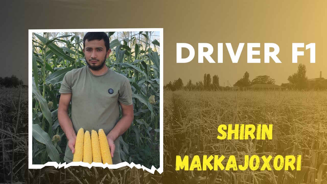 Driver f1 shirin makkajoxori 29.06.2023