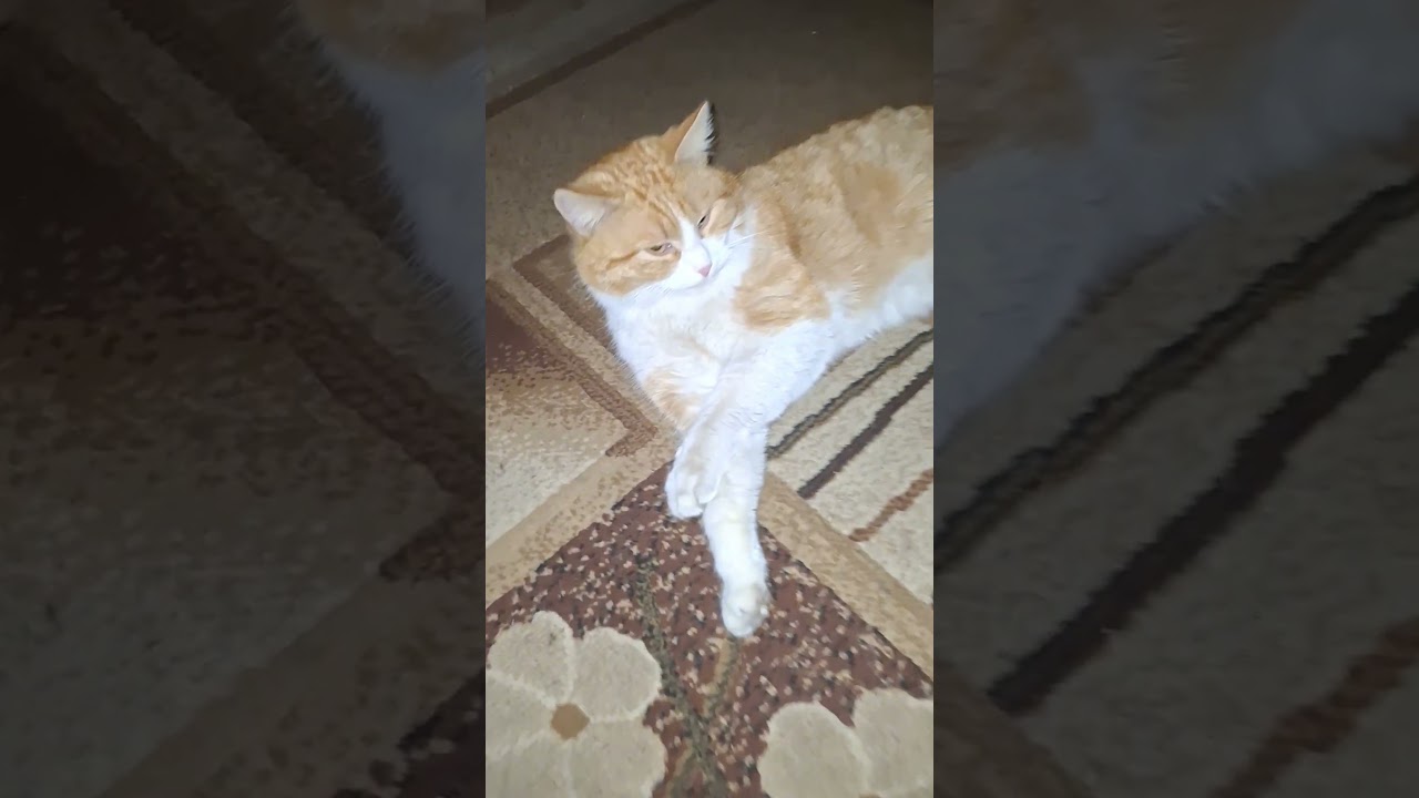Самое сложное на работе 😂 #cat #веселыекоты #прикольныекоты #видосыоткота #funny #популярное