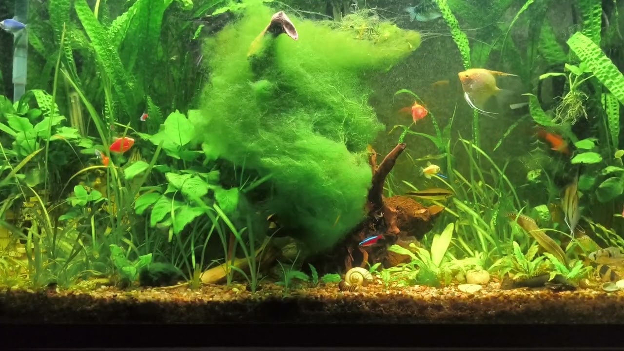 Evening Feeding in a Planted Aquarium | NatureGlass
