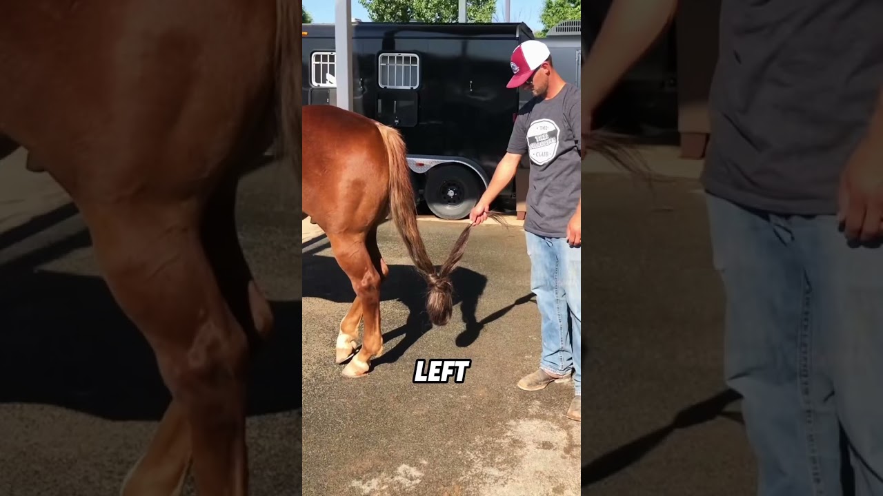 Trimming a horse&rsquo;s tail#animals #funnyanimal #funny #cute #horse