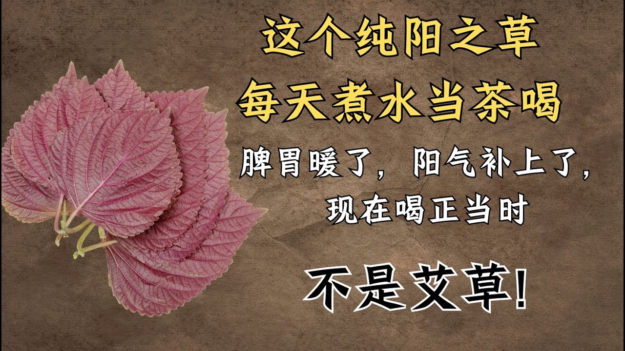 这个纯阳之草每天煮水当茶喝，脾胃暖了，阳气补上了，现在喝正当时 | 紫苏｜中医养生｜身体调理｜气血疏通｜经络养生｜针灸理疗｜【中医针灸理疗师Jimmy】