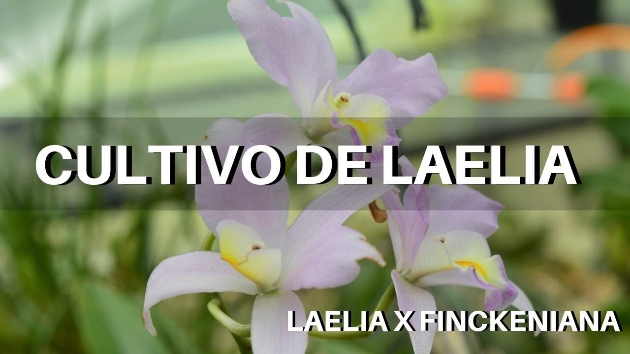 Cultivo de Orquídea Laelia - Laelia x finckeniana