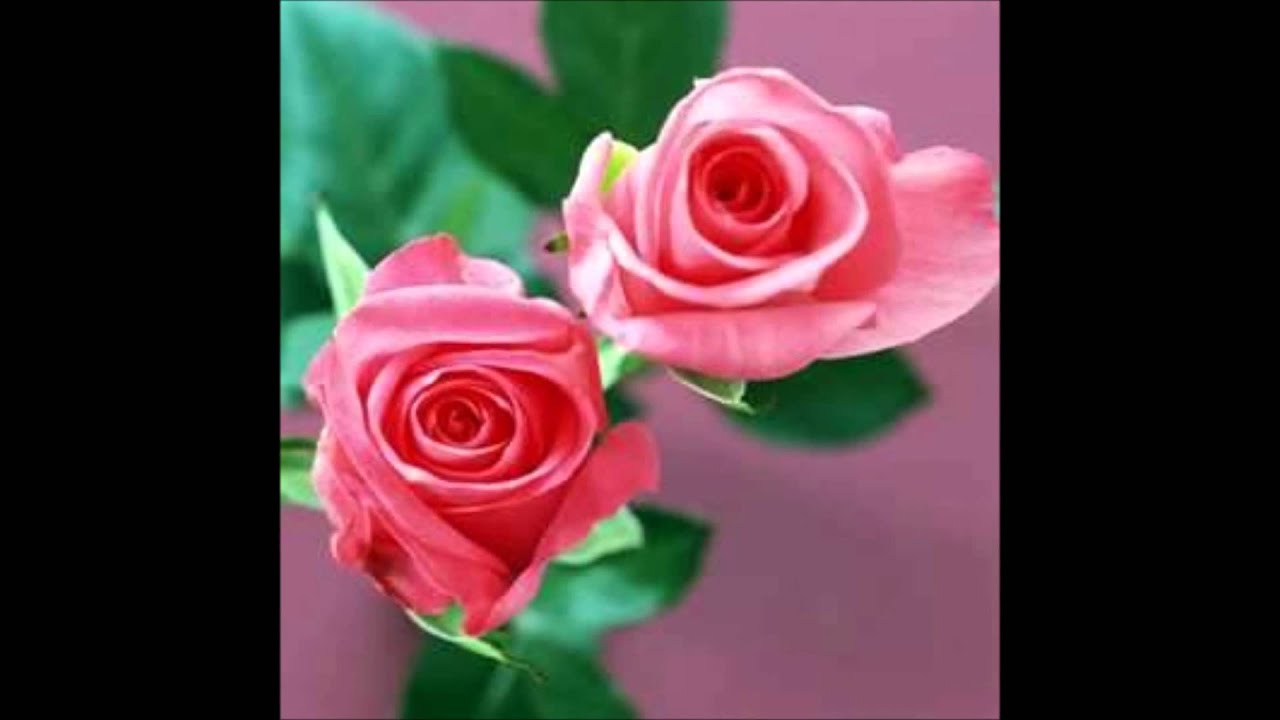 bellissime