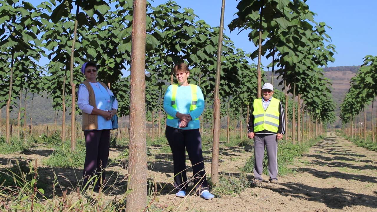 paulownia cotevisa 2 in Romania,Mures