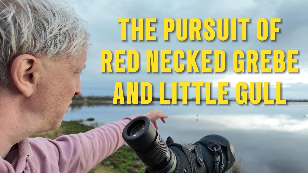 Pursuit of red necked grebe and little gull
