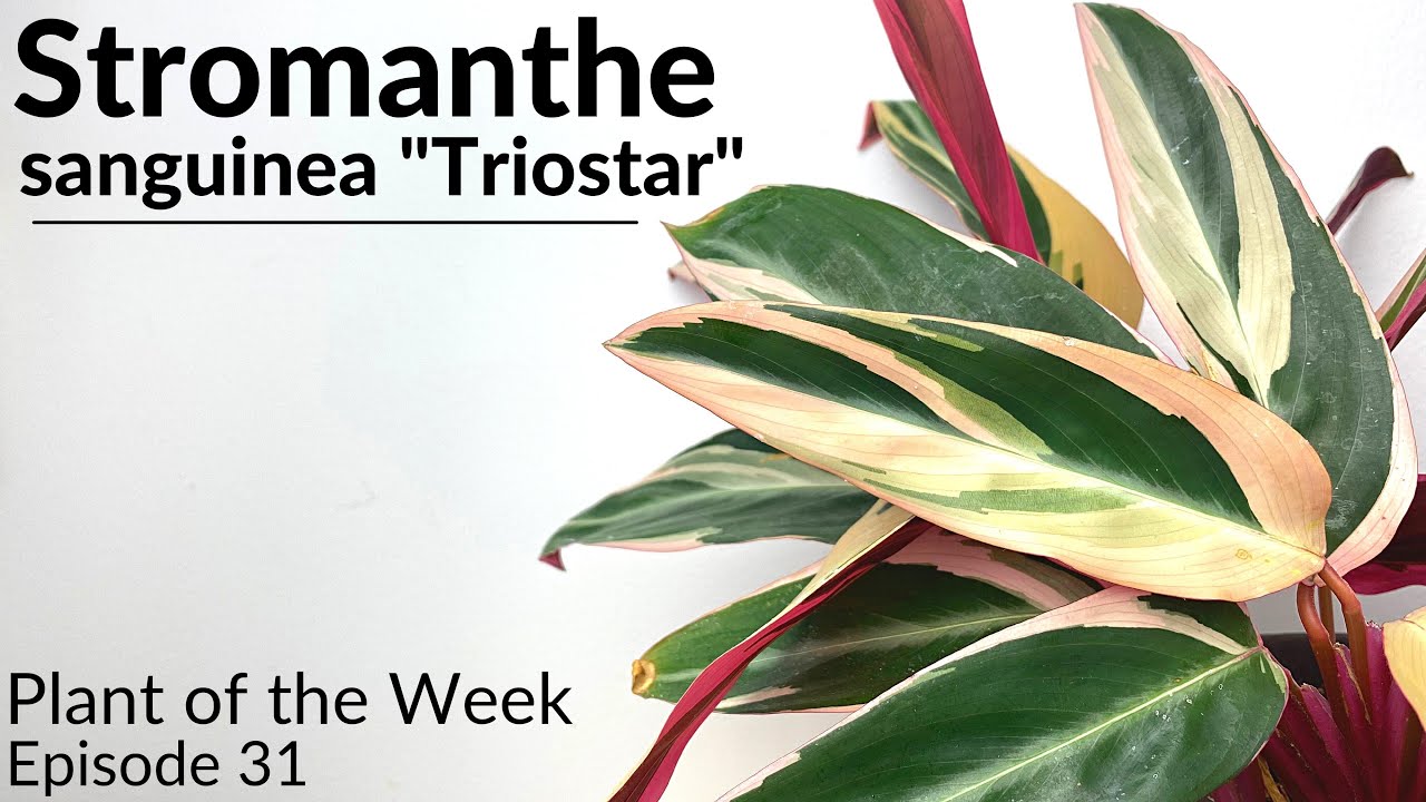 How To Care For Stromanthe sanguinea "Triostar" | Plant Of The Week Ep. 31