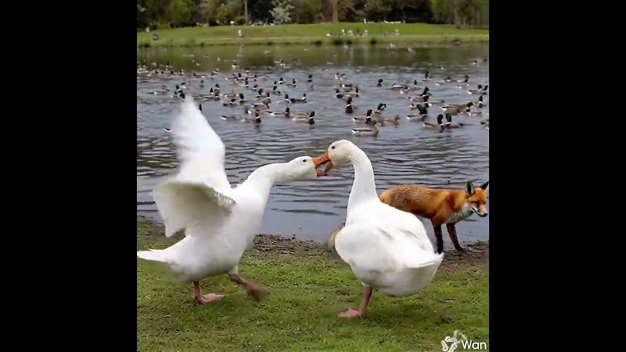 Not Again😳 - Goose Guards Argue💢 While the Fox Waits 😅🦢🦊! 1:1-5050 #Fox #Farm #Goose