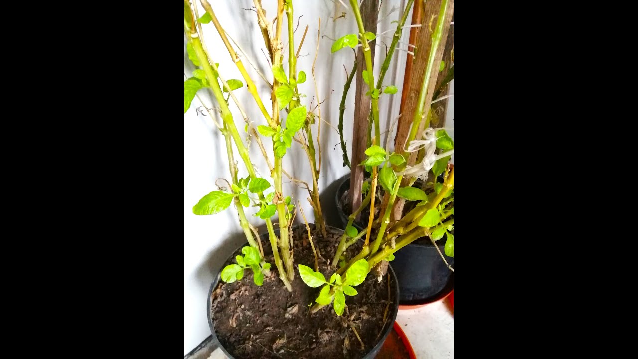 Pepino - Jak przezimowało  pepino? Sprawdzamy stan krzaków -  2 tygodnie  temu zostały przycięte.