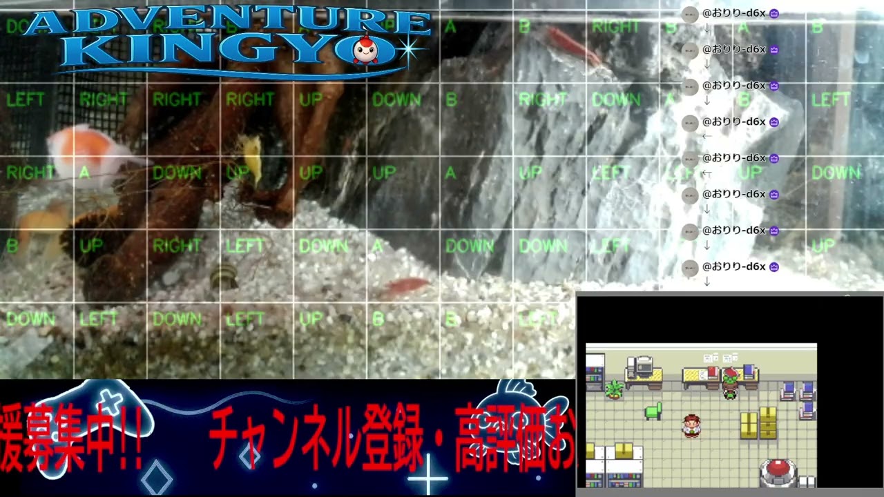 【ポケモンエメラルド】金魚がゲームをプレイ!? 🐟 視聴者コメントで動く参加型ライブ配信 〜Adventure Kingyo〜 パート129 2026-02-22