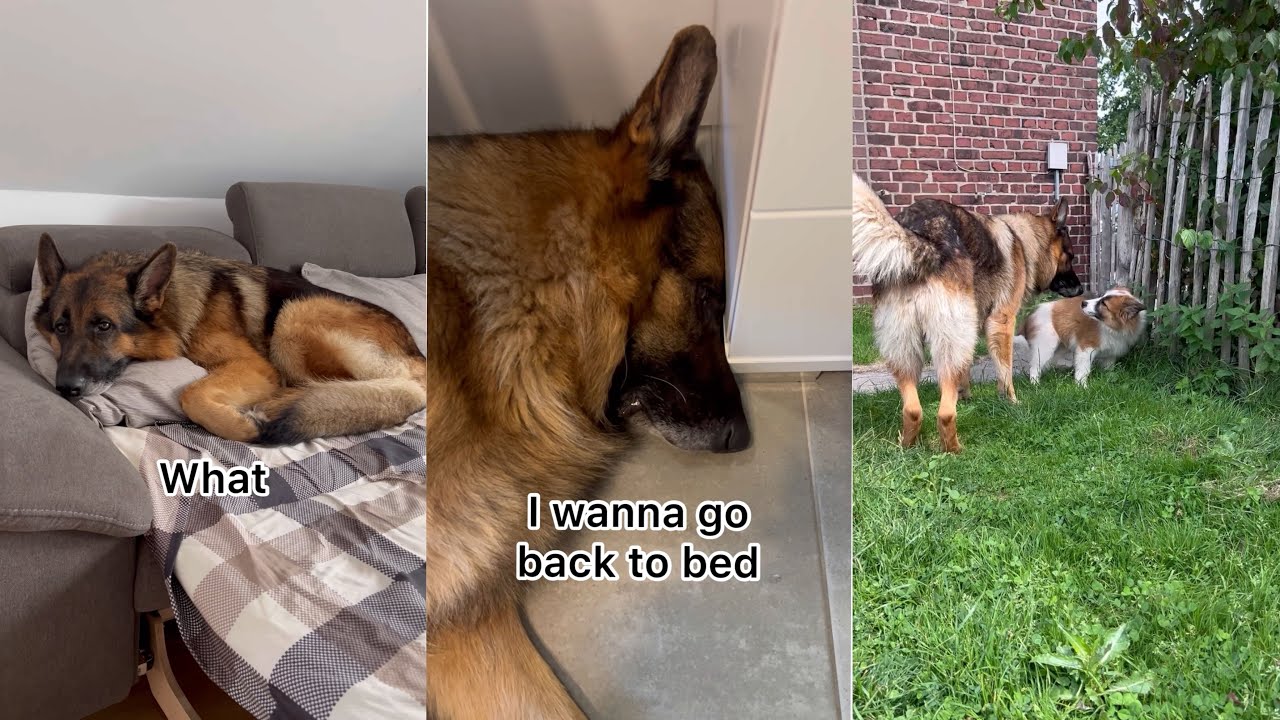 German Shepherd Funny Shenanigans