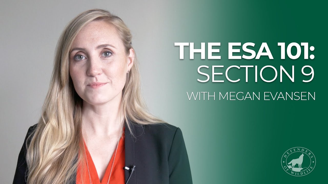 The Endangered Species Act 101: Section 9