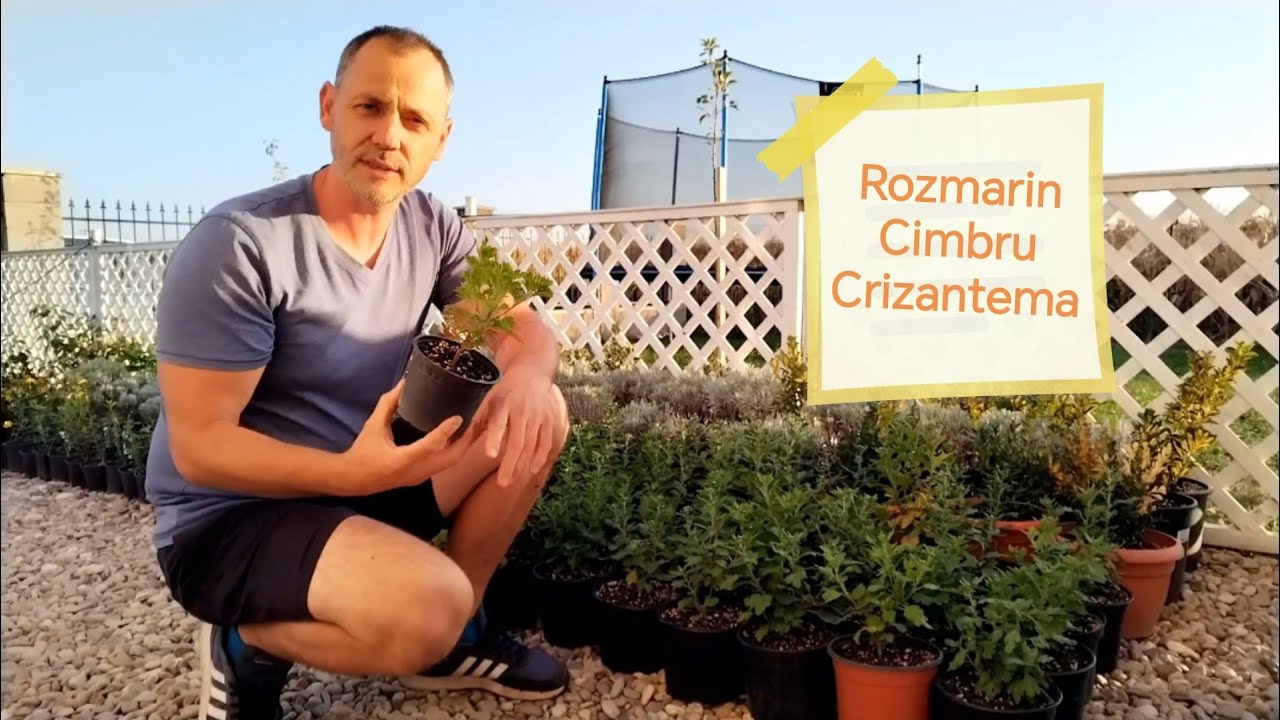 Cimbru, Rozmarin si Crizanteme!