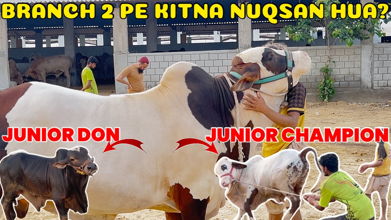 New Entries Revealed & Branch 2 Per Kitna Nuqsaan Hua Barishon Mai⛈️