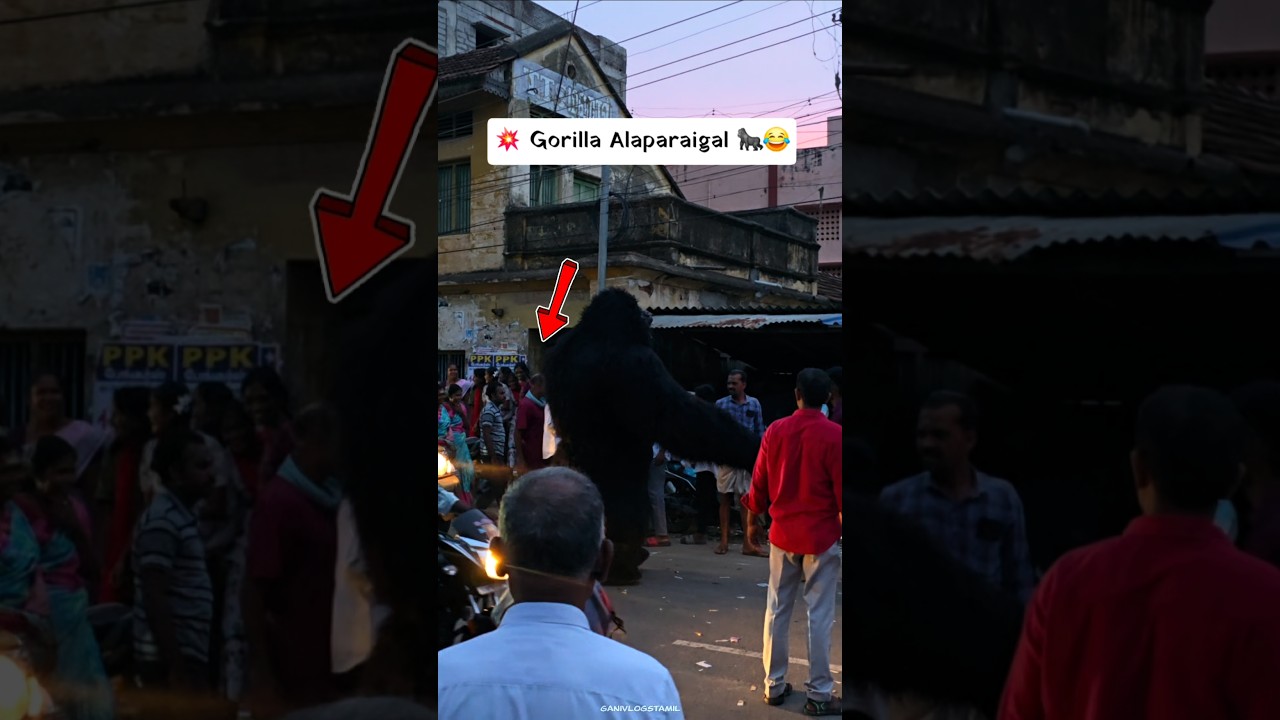 💥 Gorilla Alaparaigal 🦍😂 #shorts #paramakudi #ramnad #pmk #tamilnadu #gorilla