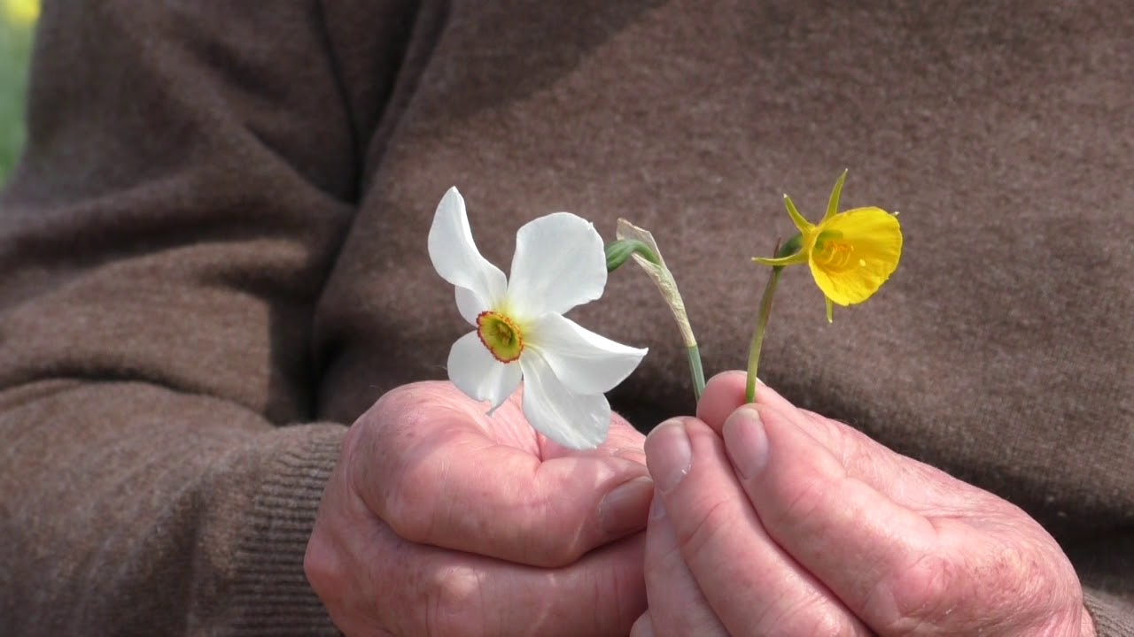 Narcisssen