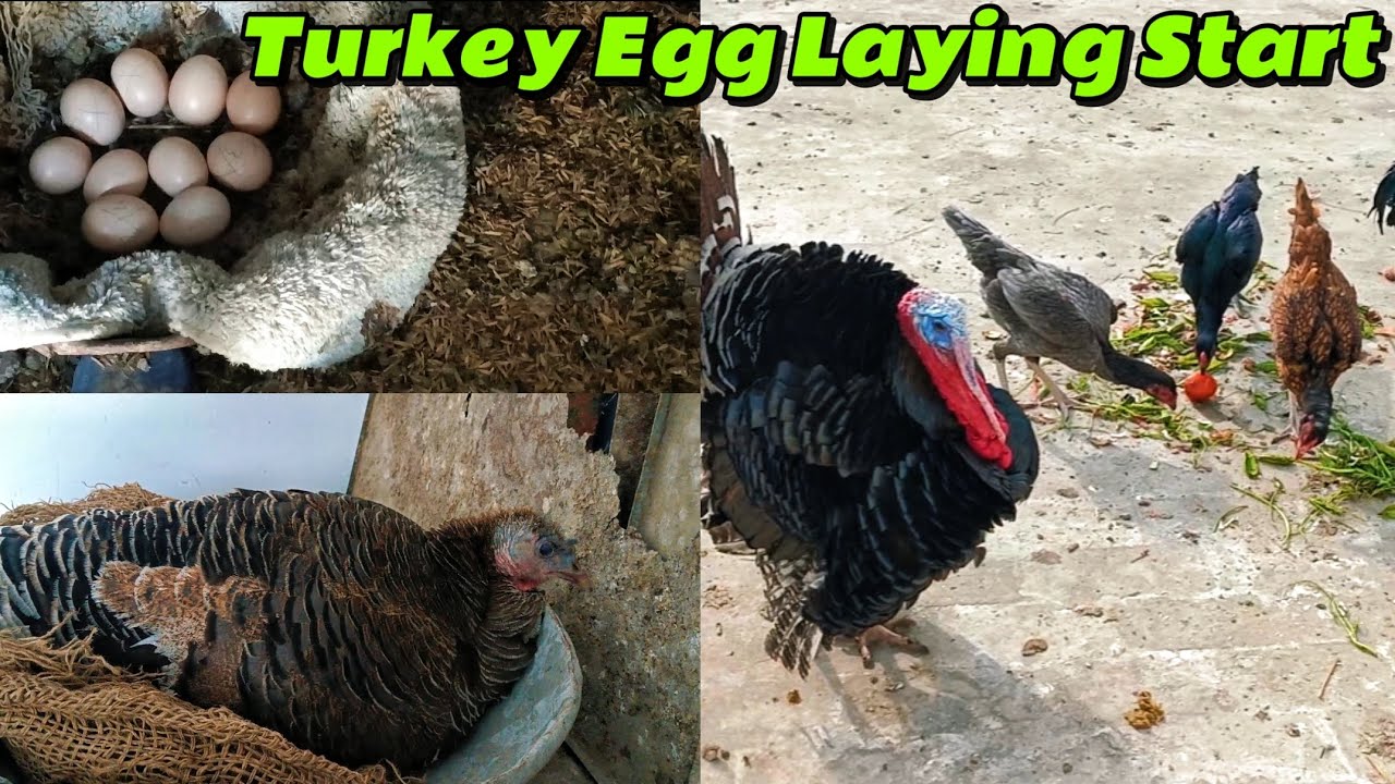 Turkey Birds eggs laying start #turkey #birds #egg #zoo #mini 