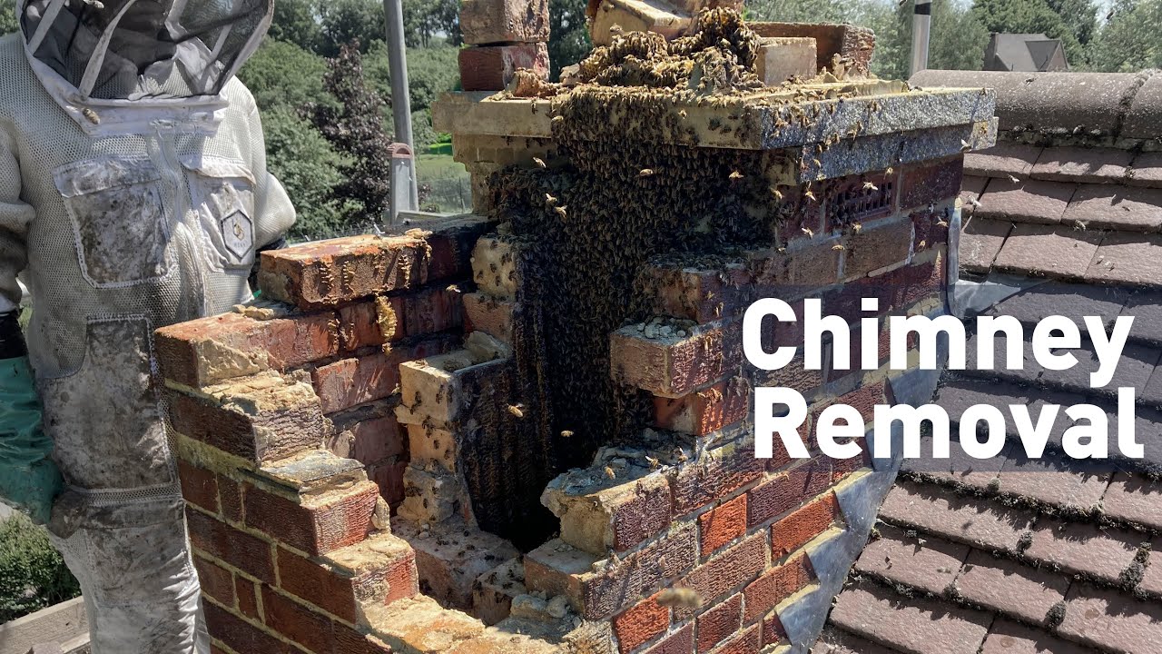 Honey Bee removal from a chimney