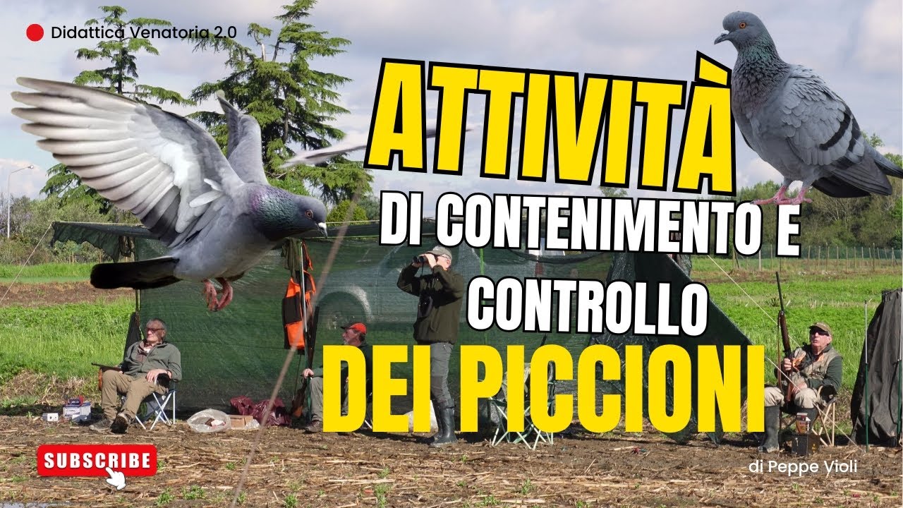 Attivit&agrave; di CONTENIMENTO e CONTROLLO dei PICCIONI