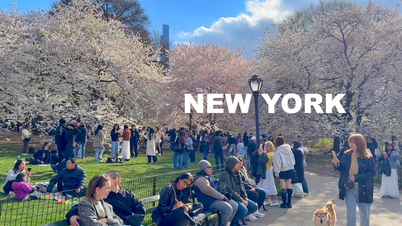 The Most Beautiful Spring Day in New York City Central Park 2026 Cherry Blossoms