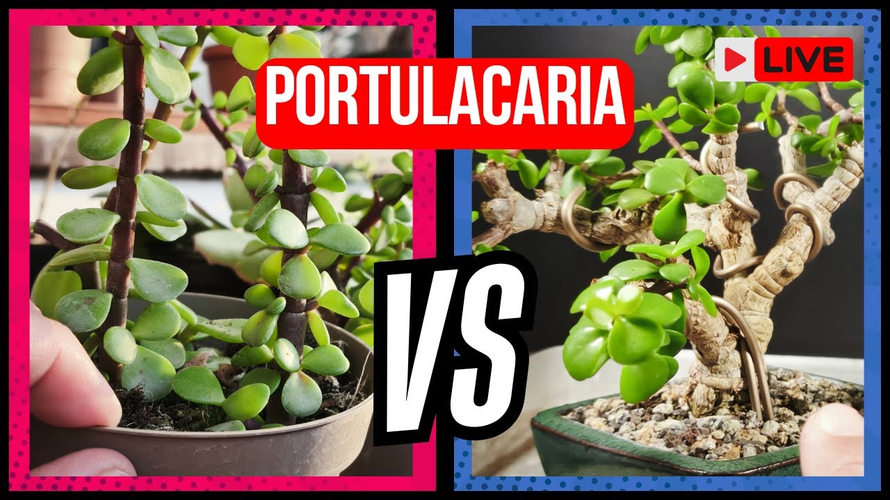 Cum salvezi o Portulacaria afra de florărie — substrat și replantare pas cu pas