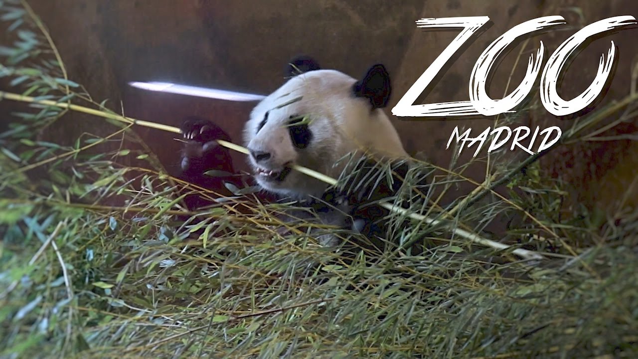 🇪🇸 ZOO & OSO PANDA - MADRID - ESPAÑA #1 - 2016 - Vlog, Turismo, Documental