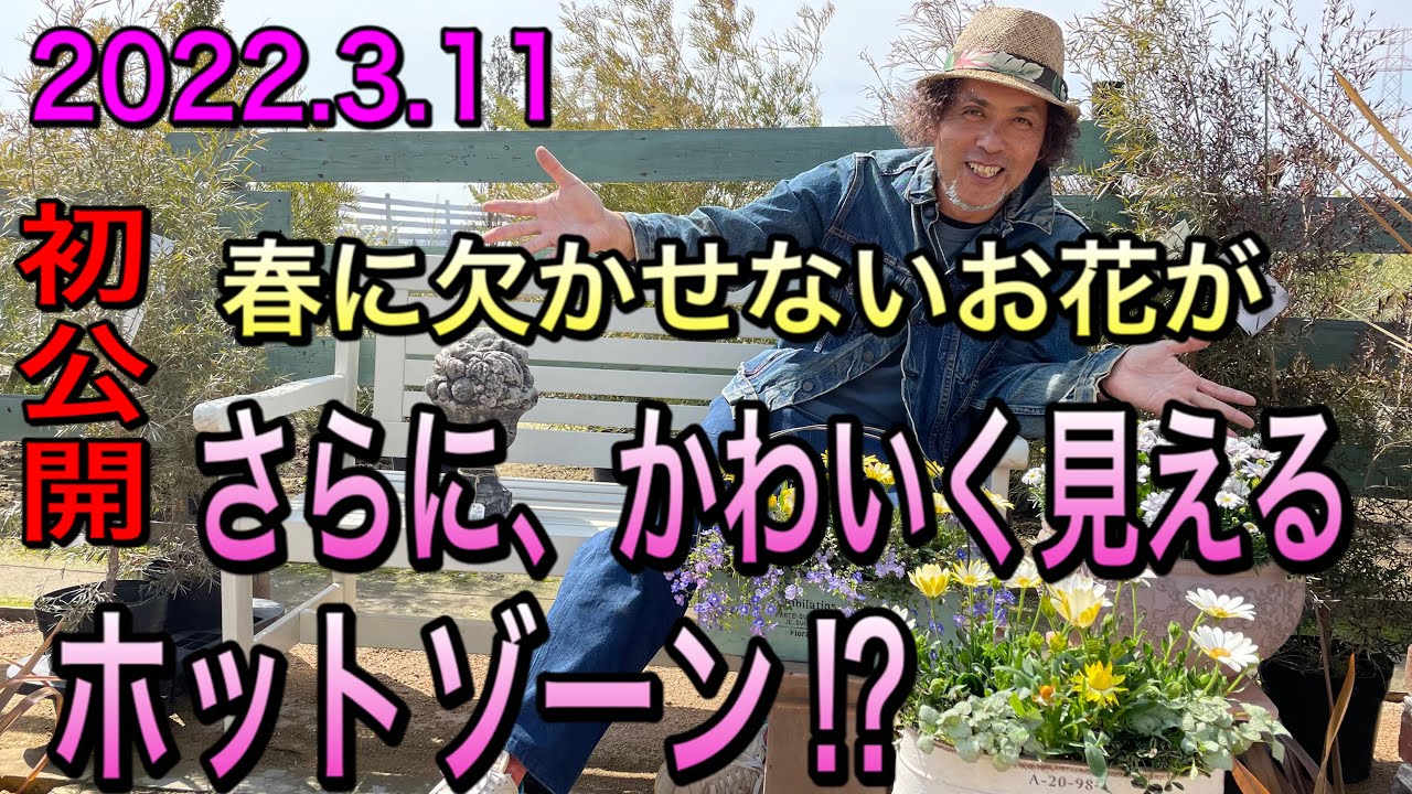 【寄せ植え】お花がかわいく見える、ホットゾーン？オステオスペルマムがもっとかわいくなる！