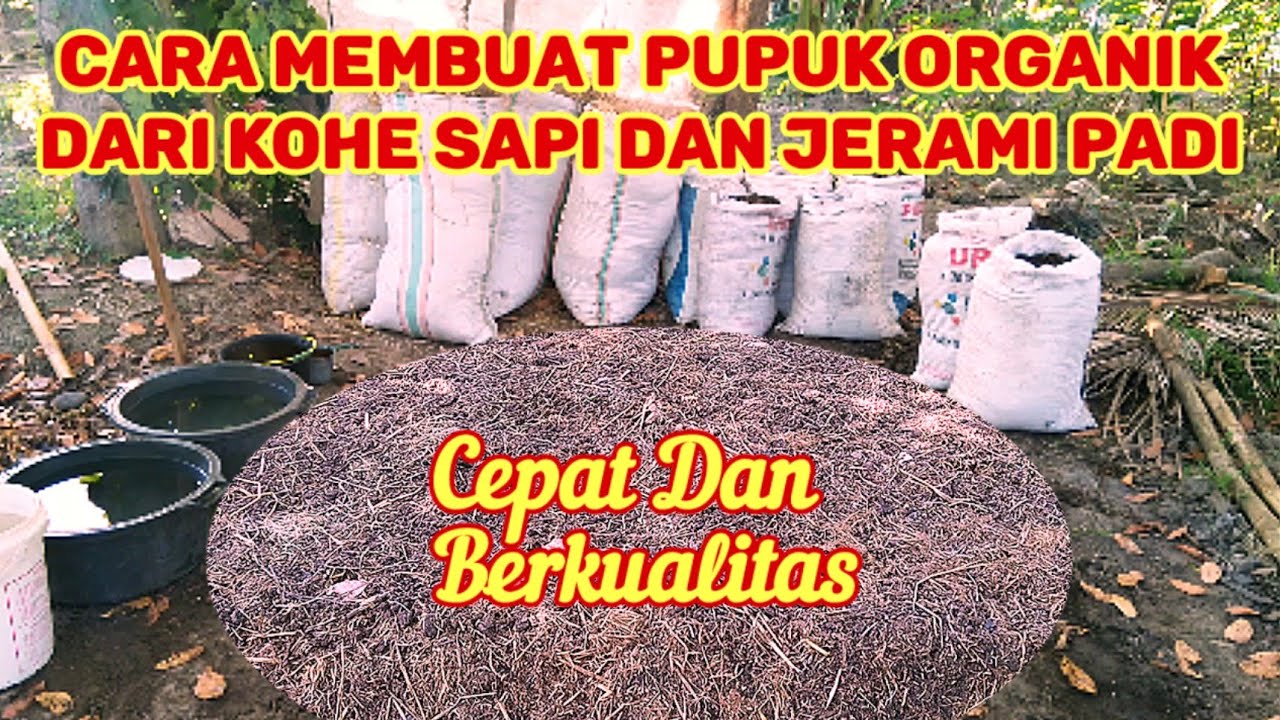 Cara Fermentasi Pupuk Organik Kotoran Sapi Dengan Jerami Padi