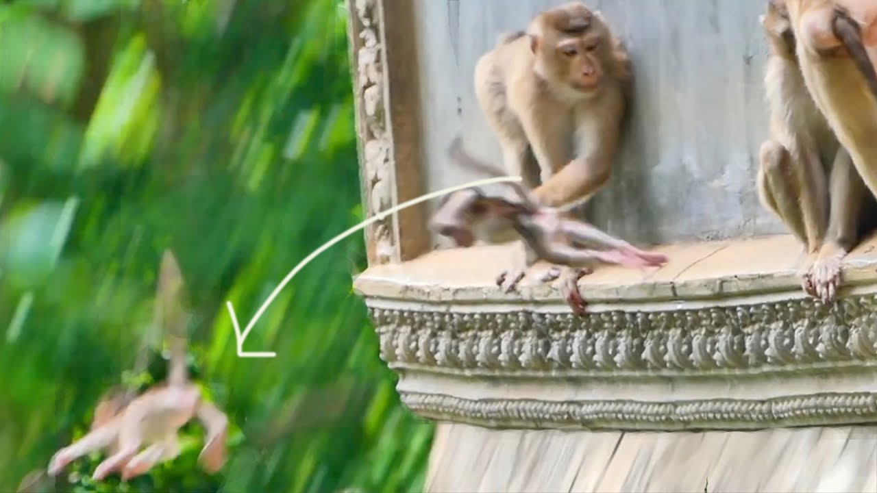 😭poor baby monkey dropping from the ancient temple after kidnaping