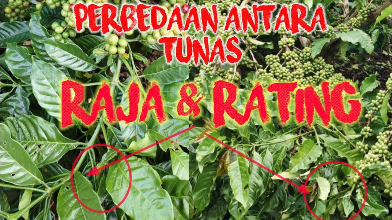 PERBEDAAN TUNAS RAJA DAN TUNAS RANTING 